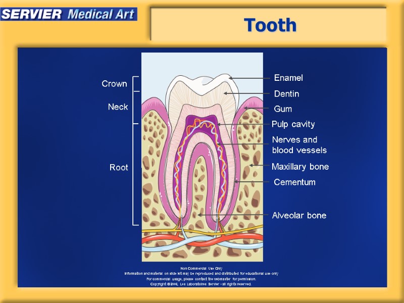 Tooth Enamel Dentin Gum Pulp cavity Nerves and blood vessels Maxillary bone Cementum Crown